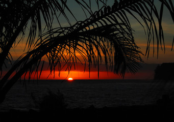 制作叶脉标本的药品 可以用家里的东西代替吗？