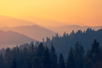 制作叶脉标本的药品 可以用家里的东西代替吗？