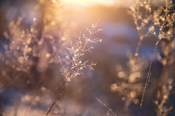 动植物的小知识